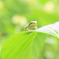 on the leafe