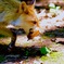 これは私の物ですよ