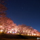 桜と星