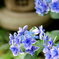 紫陽花