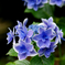 紫陽花