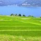 棚田を見下ろした