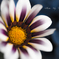 Treasure flower  Ⅰ  .｡✿