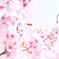 春、桜とみつばち