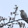 花待ち鳥