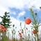 路肩の花