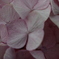 紫陽花ひとひら