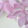 Beauty pink