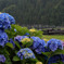 紫陽花の季節2