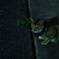 夜中のねこさん