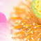 ようこそ花の中へ