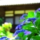 紫陽花祭り