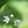 雨の日に公園でお花　９