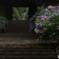 あの日の紫陽花