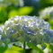 しずくblue　梅雨の晴れ間に♬
