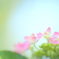 紫陽花