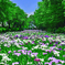 花菖蒲river