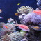 熱帯魚