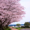 cherryblossom