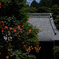 古刹の紅緋色…１