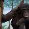 chimpanzee
