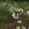 野花の蜜