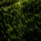 夕麦