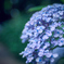 紫陽花