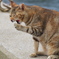 猫島猫25