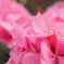 紫陽花