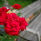 Stop and smell the roses