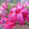 芝桜？