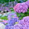 紫陽花