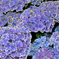 紫陽花