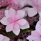 紫陽花