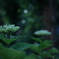 紫陽花