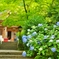 紫陽花