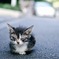 こねこ