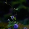 瑠璃玉薊