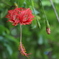 Romyol flower