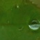 水玉