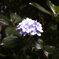 SDIM0424