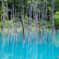 青い池