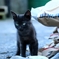 ブラックパンサーちゃん