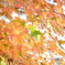 紅葉間近