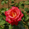 薔薇　讃歌