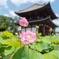 蓮の花