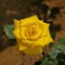 薔薇　