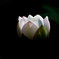 EOS 7D Mark IIで蓮の花