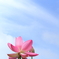 蓮と青空